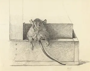 Lcgr1602 Prints: Mouse Caught in a Trap, by Jean Bernard, 1825, Dutch pencil drawing. (BSLOC_2016_1_273)