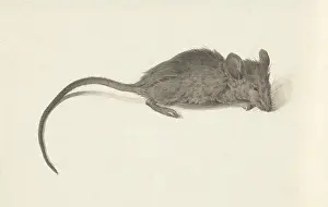 Lcgr1602 Prints: Mouse, Facing Right, by Jean Bernard, c