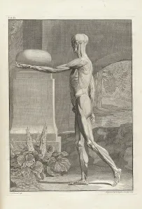 1700s Prints: Musculature plate from 18th century anatomy treatise by Bernhard Albinus
