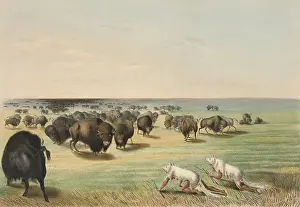 Food Prints: Native American hunters approach buffalos disguised as foxes