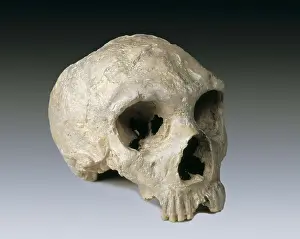 Biological Prints: Neanderthal man skull (ca. 5000 BC)