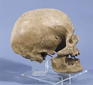 Stone Age Prints: Neanderthal man skull (ca. 5000 BC)