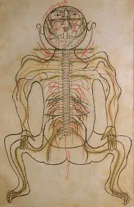 Medical Prints: The nervous system, from MANSUR'S ANATOMY