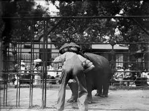 Central Park Prints: New York City, man with head in hippo's mouth, Central Park, circa 1910s