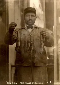 String Prints: New York, rat catcher, reads: The kill - rats killed by ferrets, 1908