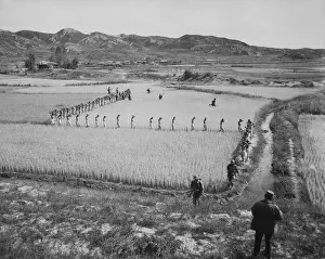 Rice Prints: North Korean prisoners, taken by the Marines in a foothills fight