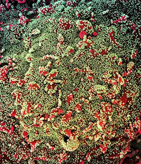 Epidemic Prints: Novel Coronavirus SARS-CoV-2