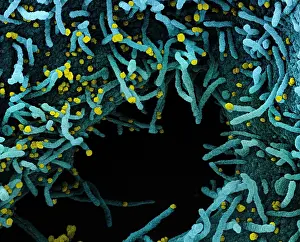 Epidemic Prints: Novel Coronavirus SARS-CoV-2