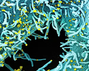 Epidemic Prints: Novel Coronavirus SARS-CoV-2