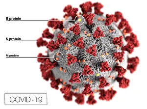 Illustration Prints: Novel Coronavirus SARS-CoV-2, causes coronavirus disease-2019