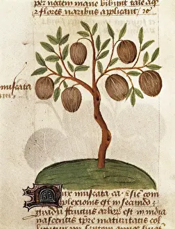 Healing Prints: Nutmeg. Illustration from 'Tractatus de herbis'