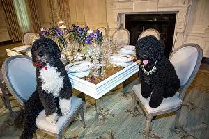 Sunny Prints: Obama family pets Bo (left) and Sunny sit at a table in the State Dining Room