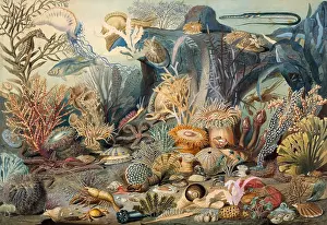 Christian Prints: OCEAN LIFE, by James M. Sommerville, 1859, American watercolor painting