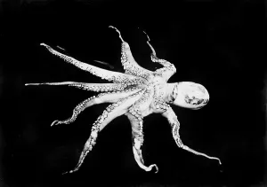 Life Prints: Octopus, photograph circa 1898-1916
