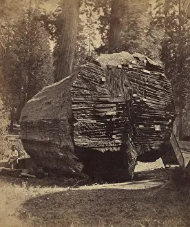 Giant Prints: The Original Big Tree, was 92 feet in circumference when felled ca. 1875