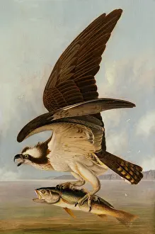 Prey Prints: Osprey and Weakfish, by John James Audubon, 1829, American painting, oil on canvas