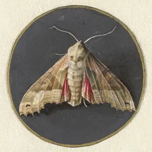 Brush Prints: Owlet Moth, by Jan Augustin van der Goes