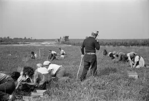 Arthur Rothstein Photo Prints: Padrone supervising work of Italian-American cranberry pickers including many children kept out of school