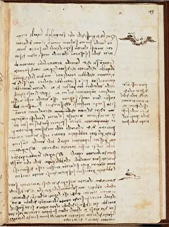 Animal Representation Prints: Page from the Codex regarding the Flight of Birds
