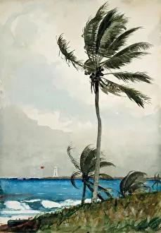 Coast Prints: PALM TREE NASSAU, by Winslow Homer, 1898, American watercolor painting