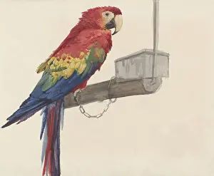 Brush Prints: Parrot, by Louis Charles Bombled, c
