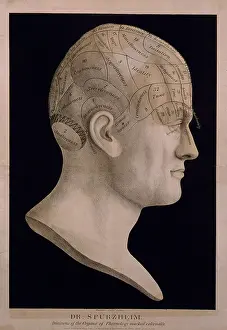 Skulls Prints: Phrenological chart of the head showing the belief that the brain was composed of multiple organs