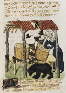Dioscorides Prints: Picking honey. Picture of 'Tractatus de herbis'