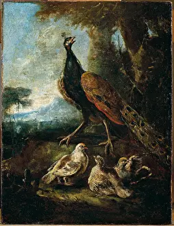 Plumage Prints: Pickock with three chicks, by Angelo Maria Crivelli also nown as Crivellone and workshop