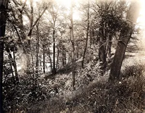 Rural Prints: A picture of the forest in 1925