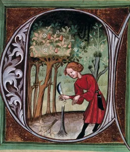 PIETRO da CRESCENZI (1233-1321). Opus Ruralium Commodorum (1305). 16th c. Capital letter with scene of a farmer extracting a graft. Czech school. Miniature Painting. CZECH Rep
