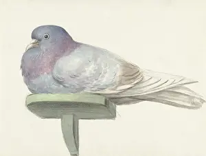 Brush Prints: Pigeon Sitting on a Shelf, by Jean Bernard