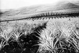 Images Dated 22nd December 2008: A pineapple plantation, Hawaii. ca. 1910-1920