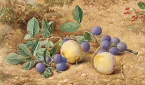 Food Prints: PLUMS, by John William Hill, 1870, American watercolor painting