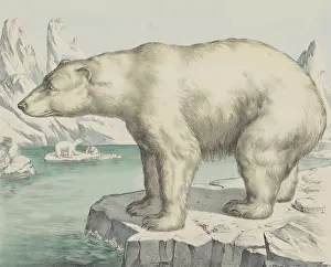 Lcgr1602 Prints: Polar Bear, by Jos. Scholz, c. 1830-80