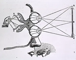 Eyes Prints: Portion of head with the eyes represented above each other