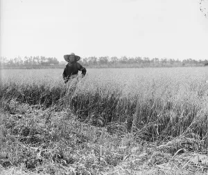 Grain Prints: Portrait of a Jewish settler in a field of ripe grain on a kibbutz. Palestine, ca. 1920-39