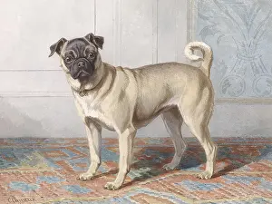 Watercolor Paint Prints: Portrait of Pug of the Vom Rath Family