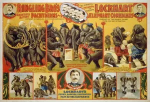 Elephant Prints: Poster for Ringling Bro's circus featuring a performing elephants