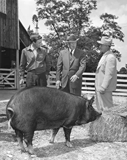 Young Man Prints: President Eisenhower presented with a Berkshire Gilt pig by a 4-H Club achievement award winner