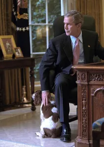 George W Prints: President George W. Bush pets Spot in the Oval Office of the White House