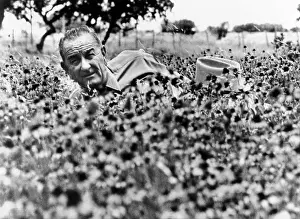 Csu 2012 10 Prints: President Lyndon Johnson lying in a field of flower at the LBJ Ranch