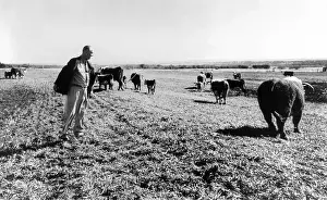 Cowboy Boots Prints: President Lyndon and Lady Bird Johnson sitting on a fence at the LBJ Ranch