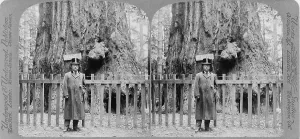 Santa Cruz Prints: President Roosevelt standing before the forest king in Big Tree Grove