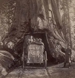 Retreat Prints: President Theodore Roosevelts carriage driving through the tunnel in Wawona