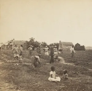Liberation Prints: Previously enslaved African Americans in a cotton field on the Saint Helena Island