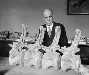 Middle Aged Prints: Prof. Charles Gilmore of Smithsonian Institution with fossil bones of a Diplodochus dinosaur