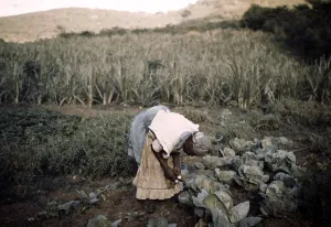Negro Prints: Puerto Rico. Tenant farmer in her garden, Puerto Rico. Photograph by Jack Delano, 1941