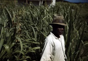 Negro Prints: Puerto Rico. Tenant farmer in a sugar-cane field