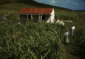 Married Prints: Puerto Rico. Tenant farmers by their house, Puerto Rico. Photograph by Jack Delano, 1941