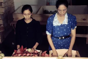 Latina Prints: Puerto Rico. Women sorting and packing tomatoes at the Yauco Cooperative Tomato Growers Association